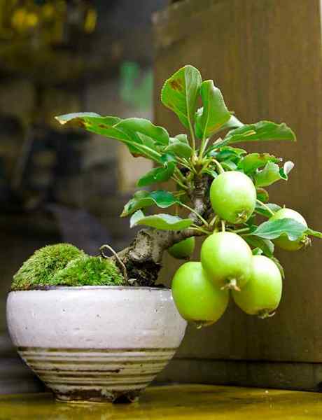 Membuat Guava Bonsai | Informasi pohon jambu, tumbuh dan peduli