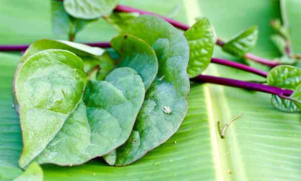 Verdes de jardim que amam espinafre Malabar