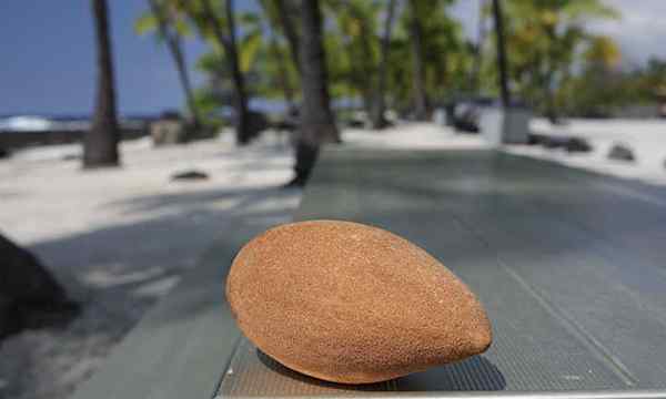 Mamey Sapote A Giant Tropical Berry Treat