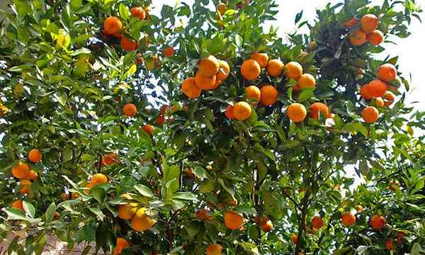 Mandarin Baumpflege wachsende Mandarine zu Hause