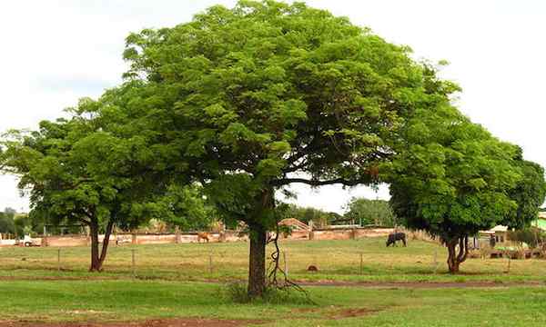 Utrzymanie drzewa mango rosnące tropikalne smakołyki