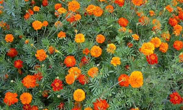 Marigolds Fleurs prolifiques qui repoussent naturellement les ravageurs