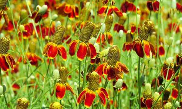 Coneflowers de pradaria que cultivam chapéu mexicano