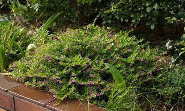 Heather mexicaine cultivant l'herbe elfin