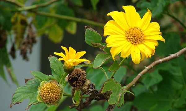 Meksykański słonecznik musi wzrosnąć rośliny w tithonii