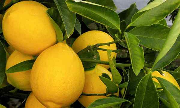 Meyer Lemon Tree Care Es más dulce de lo que piensas!