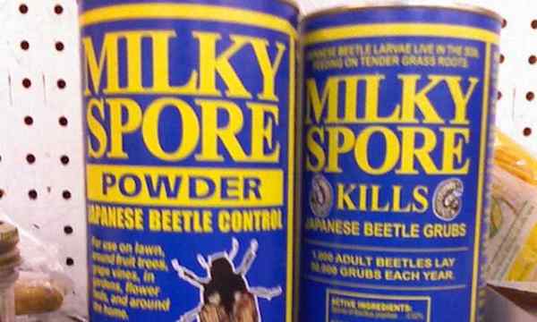 La poudre de spores laites est-elle efficace?