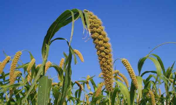Kiat tanaman millet menanam millet sebagai biji -bijian