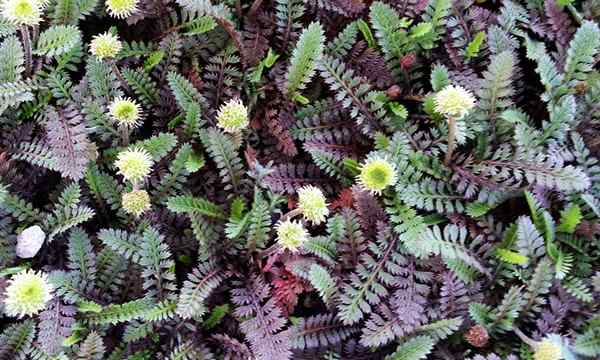 Miniatur -Messingknöpfe Pflanze Pflanze Leptinella -Spitzen