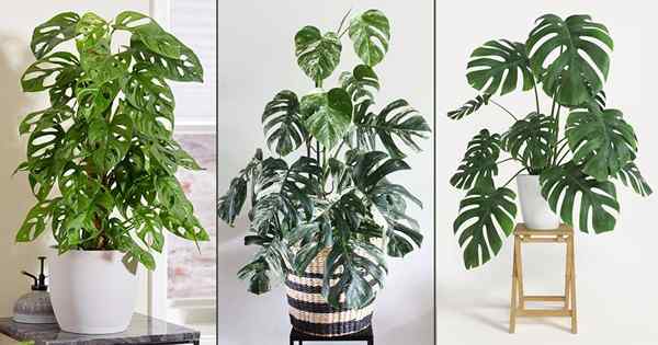 Monstera Borsigiana vs Monstera Deliciosa vs Monstera Adansonii | Co za różnica