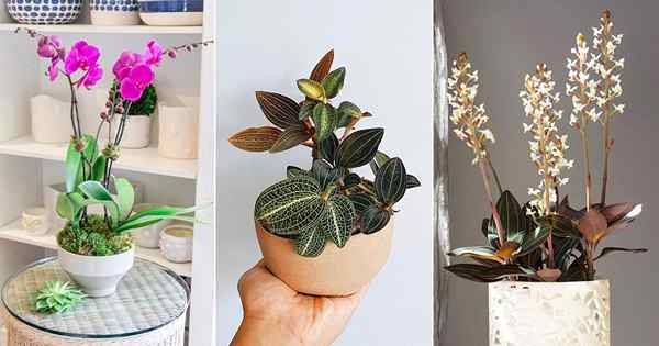 Las orquídeas más hermosas con follaje decorativo