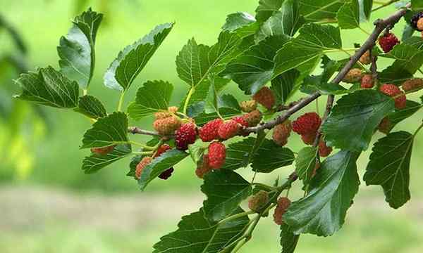 Pokok mulberry buah beri yang paling mudah tumbuh