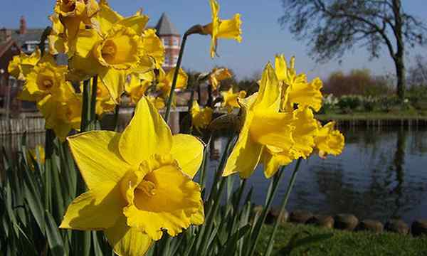 Narcissus Flowers Daffodils dan Jonquils untuk mencerahkan taman