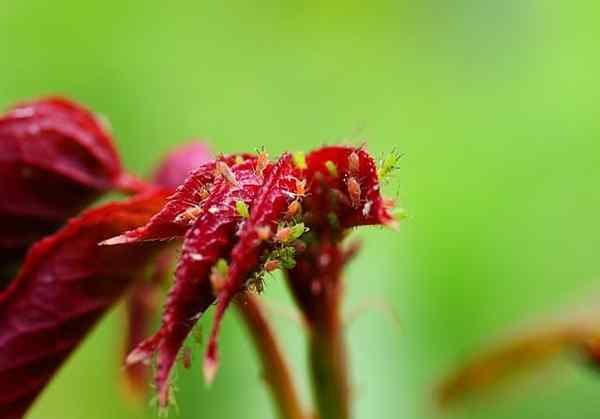 Pesticidas naturales para jardín