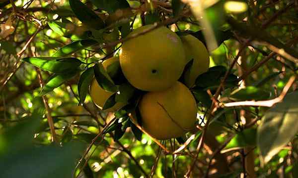 Nabelorange Baumpflege süße Orangenfrucht