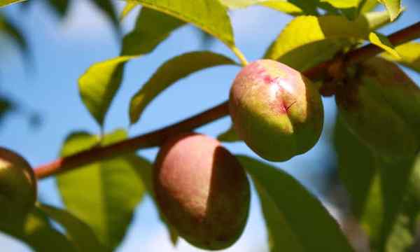 Drzewo nektaryna słodkie, gładkie letnie owoce