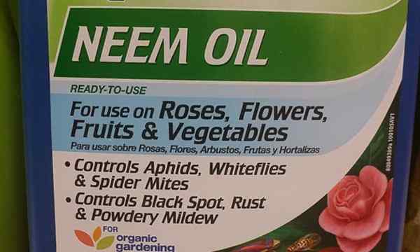 Olej neem, jak go używać do bezpiecznego kontrolowania szkodników