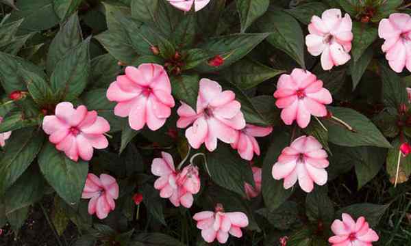 Neuguinea Impatiens Care -Tipps zur Verwendung