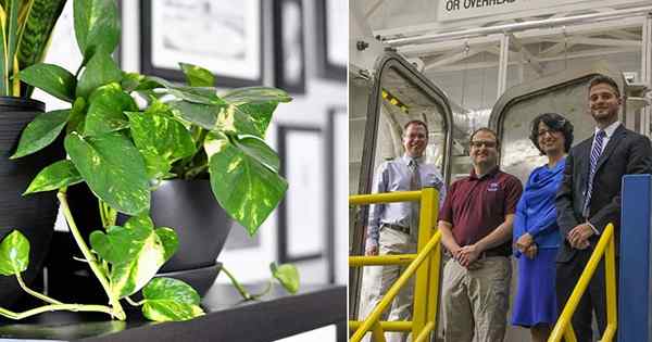 Novo estudo da NASA Esta planta de casa remove poluentes do ar interno e melhor