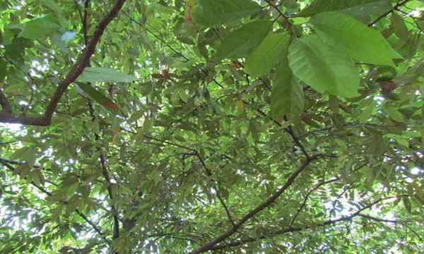 Drzewo gałki muszkatołowej rosnące dwa tropikalne przyprawy