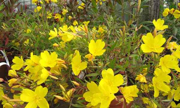Oenothera fruticosa como cultivar Sundrops Narrowleaf