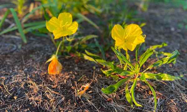 Oenothera macrocarpa comment cultiver le soir primrose