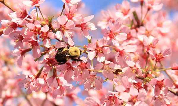 Okame Cherry Tree Comment faire pousser cette cerise à fleurs