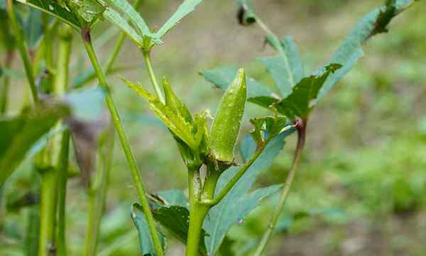 Okra Companion Plants Pals para tus vainas