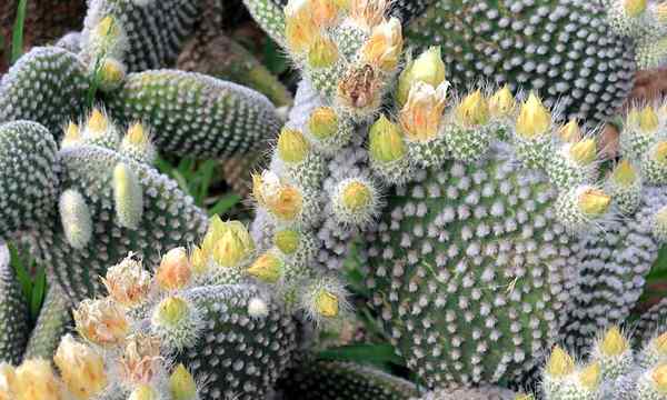 Opuntia Microdeasys El conejo de cactus Peter