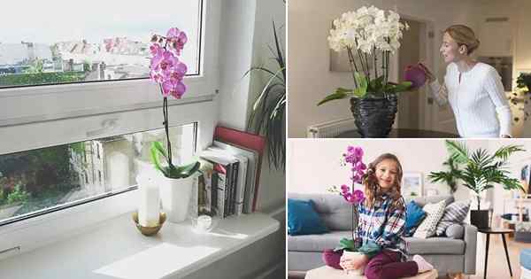 Orchideenpflege -Tipps | Indoor -Orchideenpflege