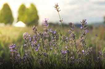 Overwintering Lavender | Kiat cepat
