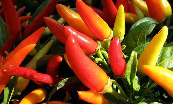Überwinterung von Paprika, die das Leben Ihrer Pflanze erweitern