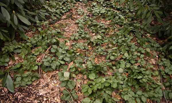 Pachysandra Procumbens Allegheny Spurge Bodendeckung