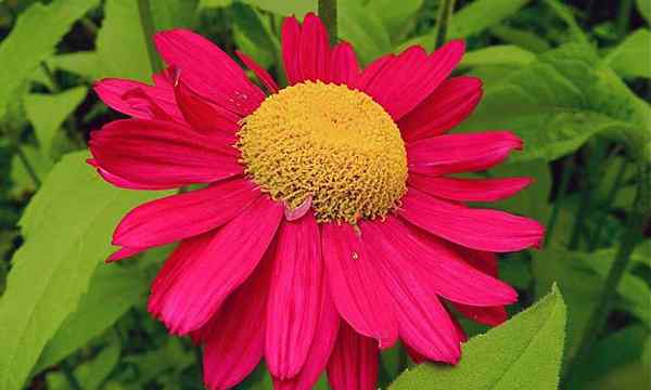 Bemalte Gänseblümchen, die eine Fülle von Pyrethrum wachsen lassen