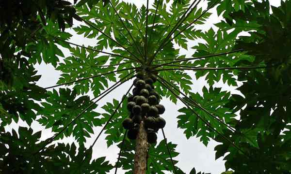 Papaya Tree Tips poussant des papayes prolifiques