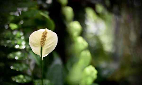 Penjagaan Lily Peace yang tumbuh tumbuhan spathiphyllum