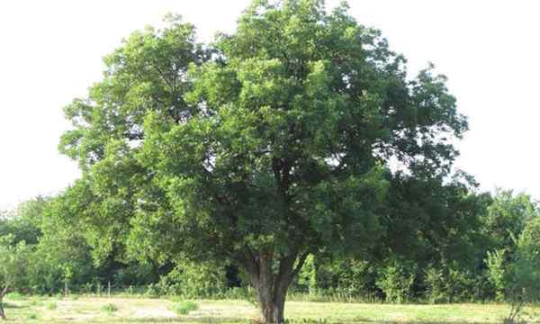 Tip dan trik penanaman pohon pecan untuk digunakan