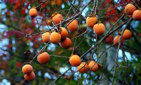 Pokok persimmon jeli buah semula jadi dan makanan ringan