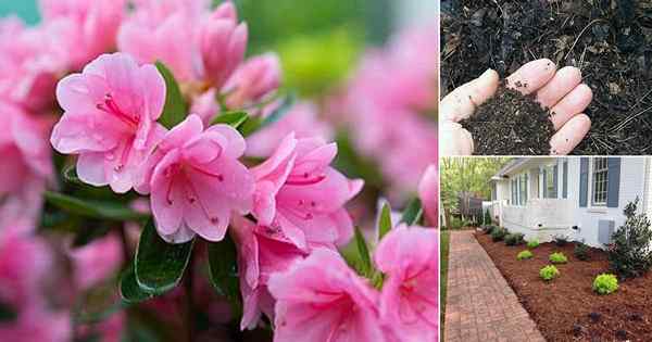 A agulhas de pinheiro usam no jardim | Agulhas de pinheiro para cobertura de jardim