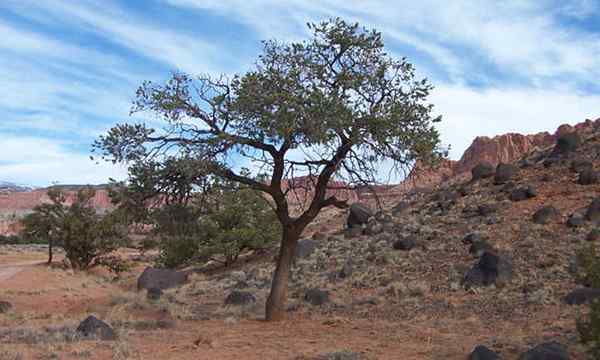 Pinon Tree Tipps wachsen Pinyon Pines