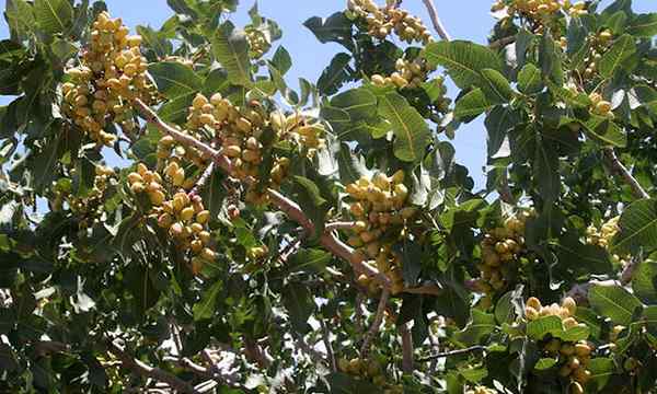 Loji penjagaan pokok pistachio, penjagaan, dan menuai kacang