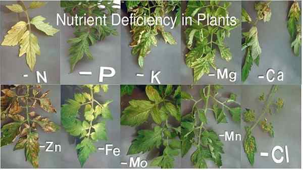 Pflanzennährstoffe erklärten alles, was Sie jemals wissen müssen
