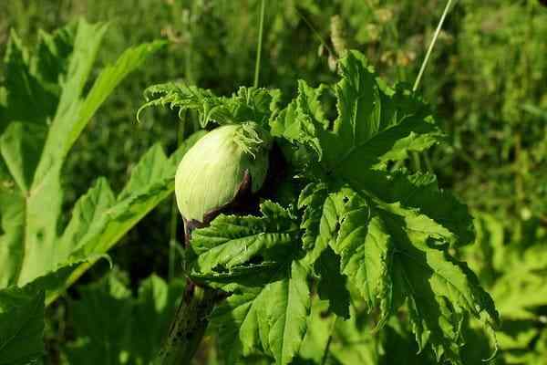 Planta que causa ceguera