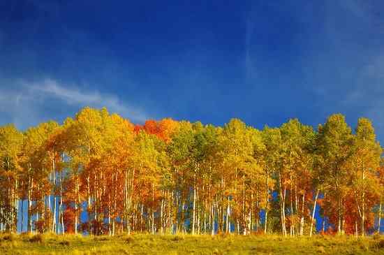 Planter des arbres de trembles | Tout sur la culture des Aspen Trees