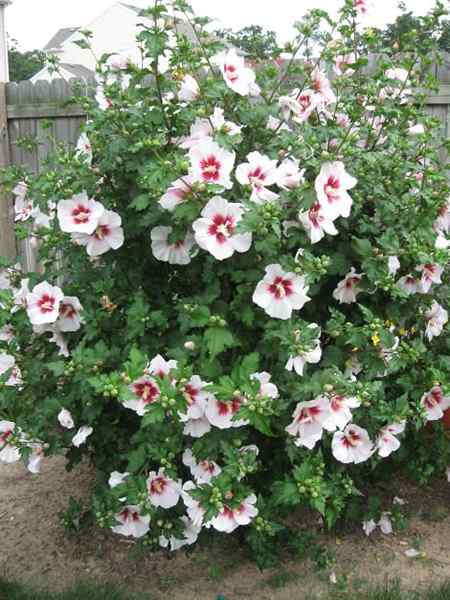 Sadzenie Rose of Sharon | Jak sadzić Rose of Sharon