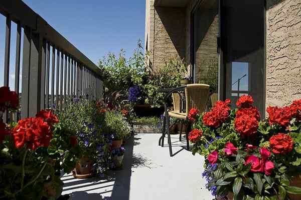 Plantes pour le balcon face au sud