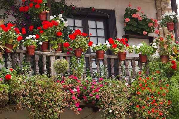 Plantas para o oeste e leste voltados para a varanda jardim