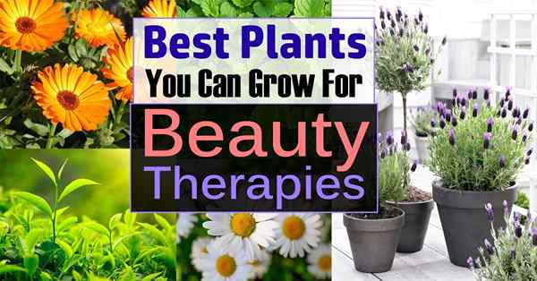 Plantes que vous pouvez cultiver pour des thérapies de beauté