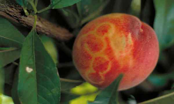 Plum Tree Diseases to Welft for para
