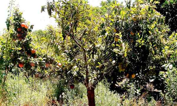 Pluot Tree Hibrida Interspesifik Lezat